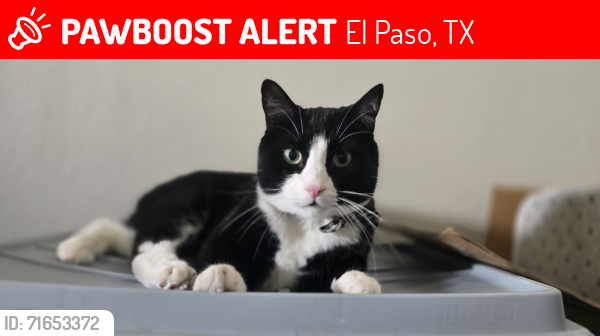 Lost Male Cat last seen Pheasant Rd., El Paso, TX 79924
