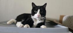 Lost Male Cat last seen Pheasant Rd., El Paso, TX 79924