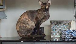 Lost Female Cat last seen Britannia and Winston Churchill, Mississauga, ON L5N 6W7