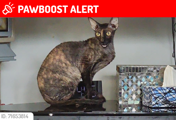 Lost Female Cat last seen Britannia and Winston Churchill, Mississauga, ON L5N 6W7