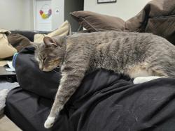 Lost Female Cat last seen Near N 800 W, Salt Lake City, Utah, Salt Lake City, UT 84116