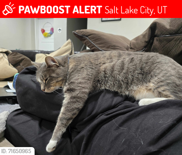 Lost Female Cat last seen Near N 800 W, Salt Lake City, Utah, Salt Lake City, UT 84116