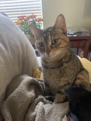 Lost Female Cat last seen Honestly she could be anywhere from i10 to 281. She climbs in the car engine area and my husband was too in a hurry Friday morning and didn’t make sure she was in there. I know it’s a long shot. , San Antonio, TX 78256