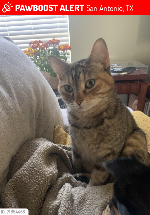 Lost Female Cat last seen Honestly she could be anywhere from i10 to 281. She climbs in the car engine area and my husband was too in a hurry Friday morning and didn’t make sure she was in there. I know it’s a long shot. , San Antonio, TX 78256