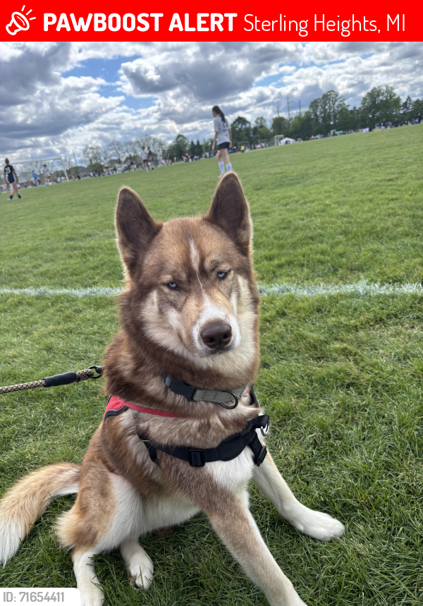 Lost Male Dog last seen Willow Woods Elementary school, Sterling Heights, MI 48312