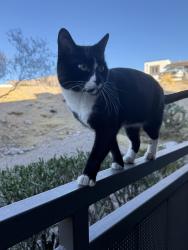 Lost Male Cat last seen Camino Seco and speedway , Tucson, AZ 85710