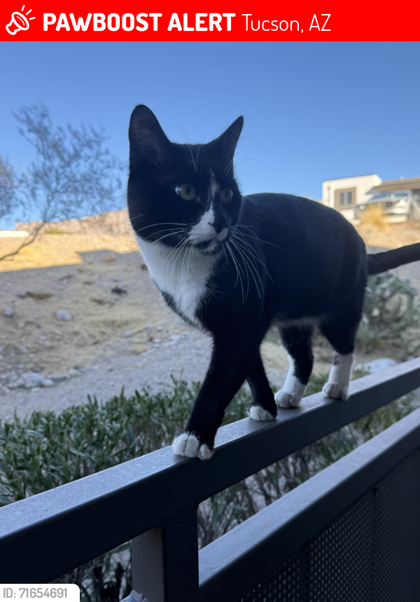 Lost Male Cat last seen Camino Seco and speedway , Tucson, AZ 85710