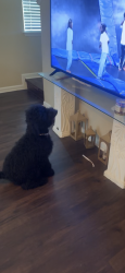 Lost Female Dog last seen Wescott Blvd, Summerville, SC 29485