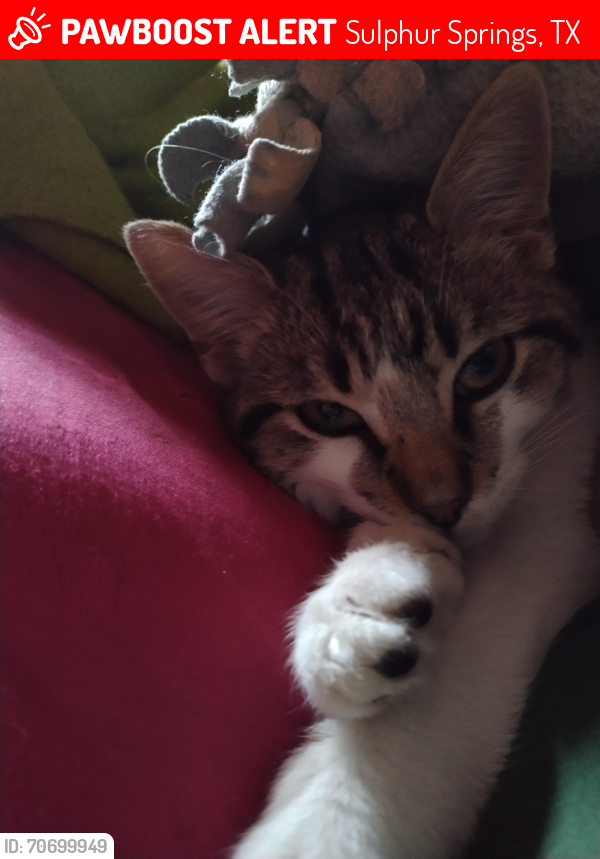 Lost Female Cat last seen mulberry street and van sickle street Sulphur Springs texas , Sulphur Springs, TX 75482