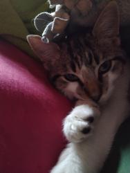 Lost Female Cat last seen mulberry street and van sickle street Sulphur Springs texas , Sulphur Springs, TX 75482
