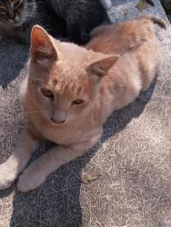 Lost Male Cat last seen mulberry street and van sickle street , Sulphur Springs, TX 75482