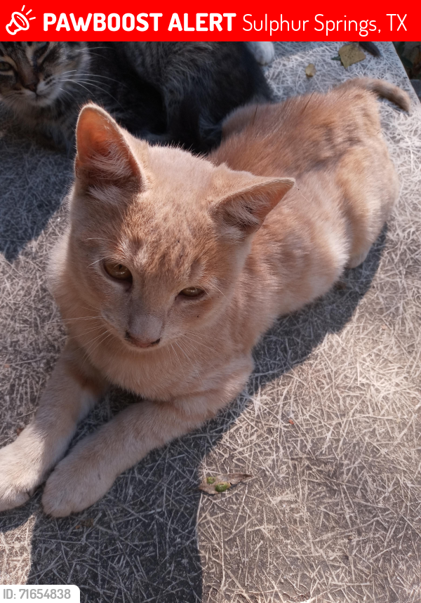 Lost Male Cat last seen mulberry street and van sickle street , Sulphur Springs, TX 75482