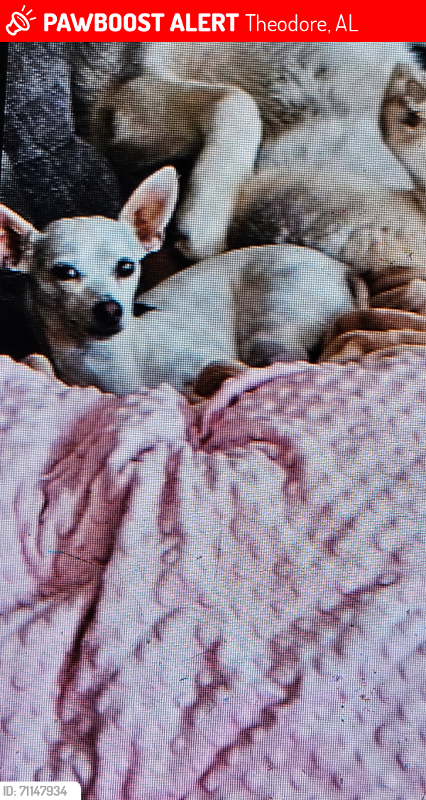 Lost Female Dog last seen Old Pascagoula and Sperry road, Theodore, AL 36582