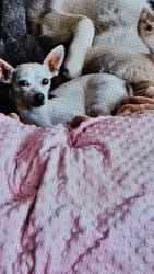 Lost Female Dog last seen Old Pascagoula and Sperry road, Theodore, AL 36582