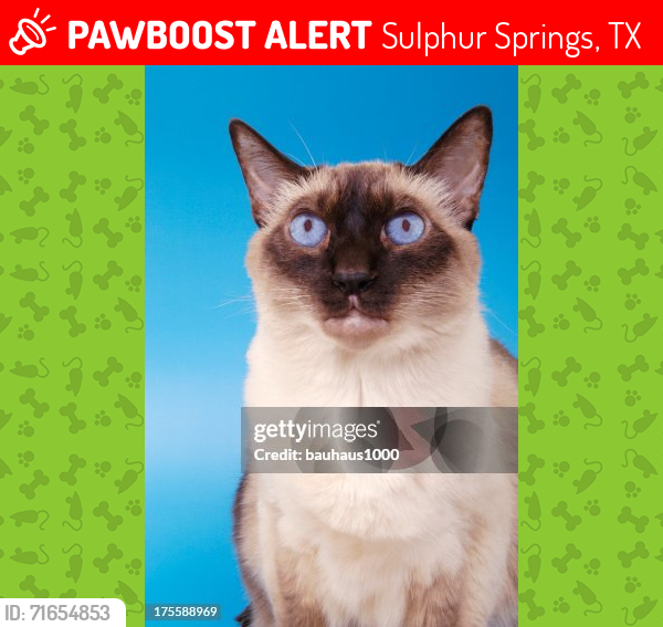 Lost Male Cat last seen mulberry street and van sickle street , Sulphur Springs, TX 75482