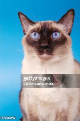 Lost Male Cat last seen mulberry street and van sickle street , Sulphur Springs, TX 75482