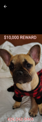 Lost Female Dog last seen White and franklin , Pomona, CA 91766