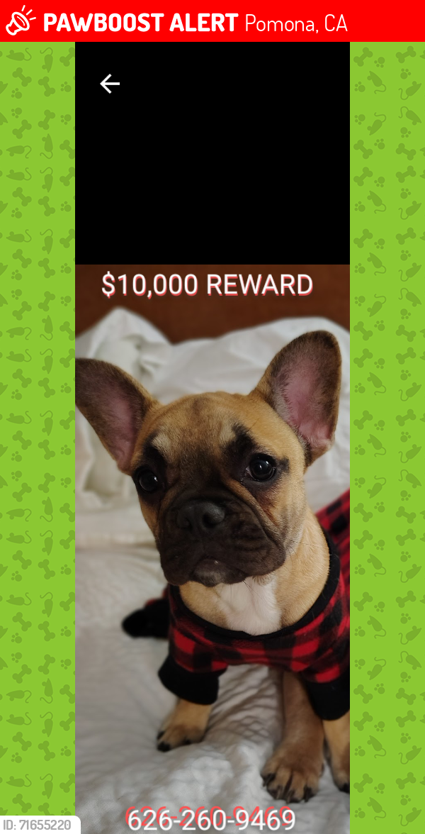 Lost Female Dog last seen White and franklin , Pomona, CA 91766