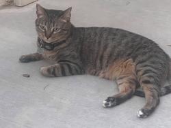 Lost Female Cat last seen Hafen & Riverside , Mesquite, NV 89027