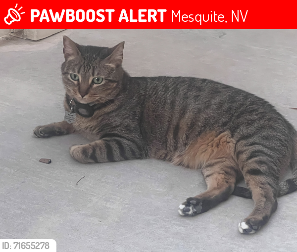 Lost Female Cat last seen Hafen & Riverside , Mesquite, NV 89027
