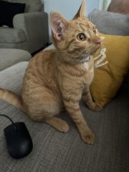 Lost Male Cat last seen Near purgatory road , Canyon Lake, TX 78132