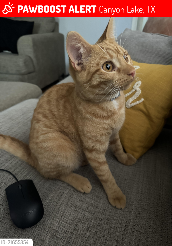 Lost Male Cat last seen Near purgatory road , Canyon Lake, TX 78132