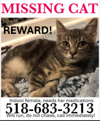 Lost Female Cat last seen Heinrick Street , Glens Falls North, NY 12804