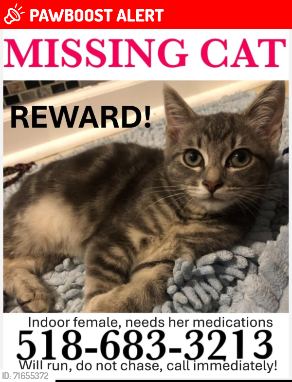 Lost Female Cat last seen Heinrick Street , Glens Falls North, NY 12804