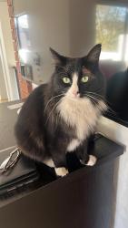 Lost Male Cat last seen broadacres east and william nicol, Midrand, GP 2055