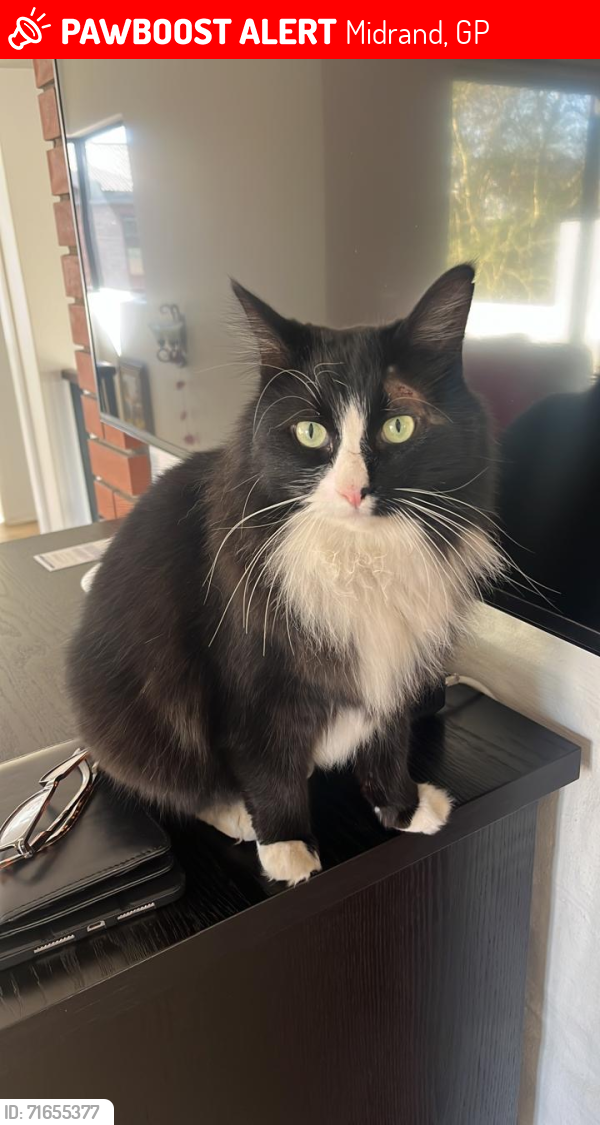 Lost Male Cat last seen broadacres east and william nicol, Midrand, GP 2055