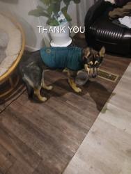 Lost Male Dog last seen Shorts School rd., Snohomish river, Snohomish County, WA 98290