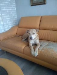 Lost Male Dog last seen Eucalyptus dr, Highland, CA 92346