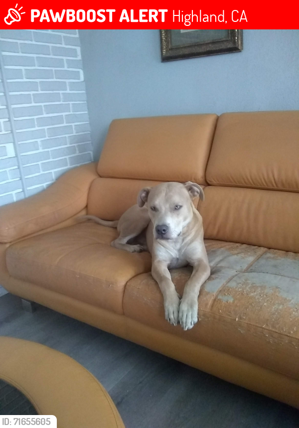 Lost Male Dog last seen Eucalyptus dr, Highland, CA 92346
