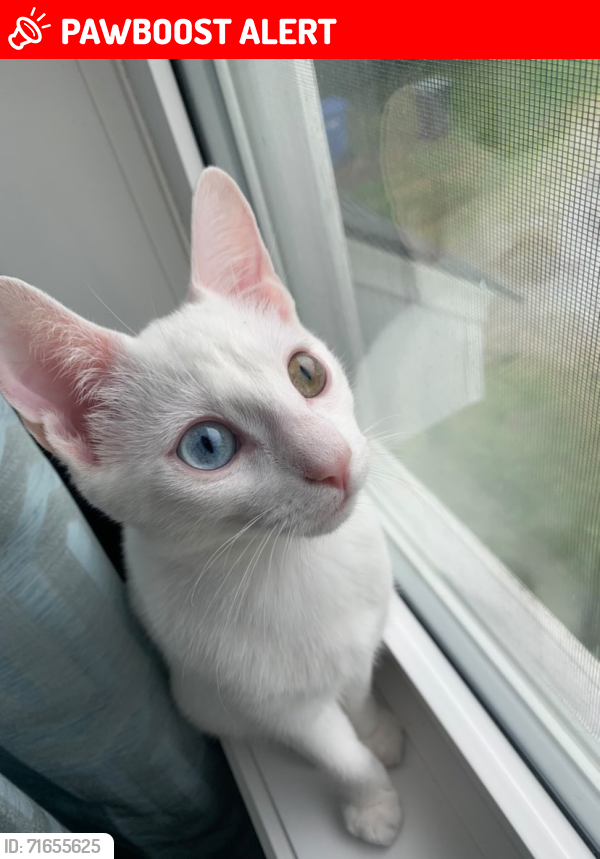 Lost Female Cat last seen Parc de Saddlebrook, Saint-Lazare, QC J7T 2J1