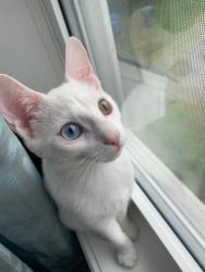 Lost Female Cat last seen Parc de Saddlebrook, Saint-Lazare, QC J7T 2J1