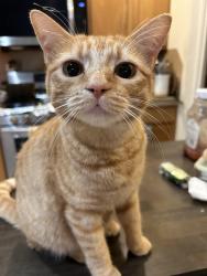Lost Female Cat last seen the grass area near the cul-de-sac of our street (Noble Grove Ln), Katy, TX 77494