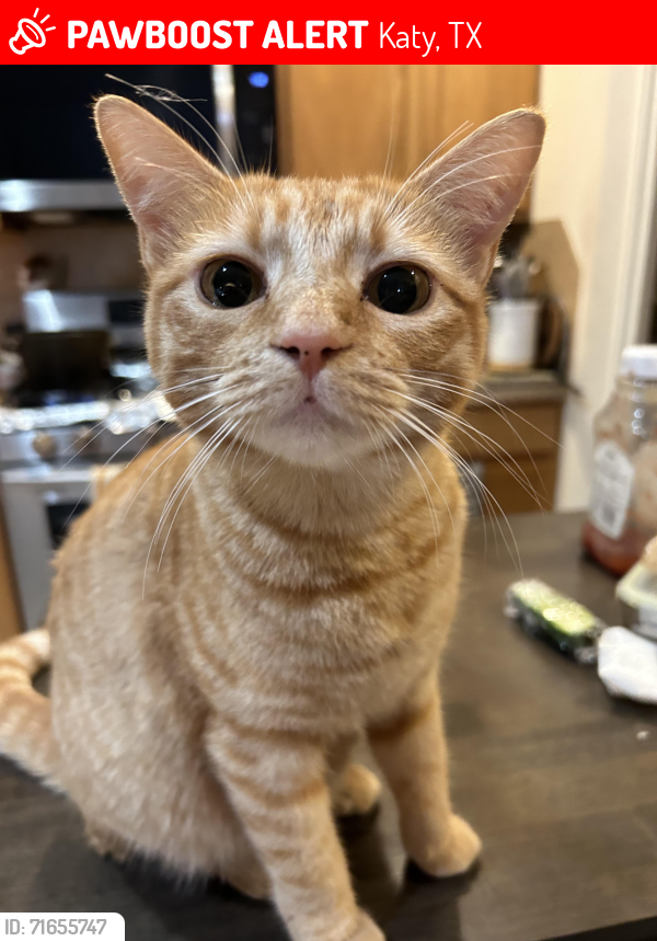Lost Female Cat last seen the grass area near the cul-de-sac of our street (Noble Grove Ln), Katy, TX 77494