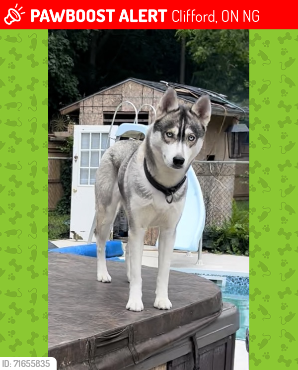 Lost Female Dog last seen Howick Turnberry Clifford webers contracting, Clifford, ON N0G