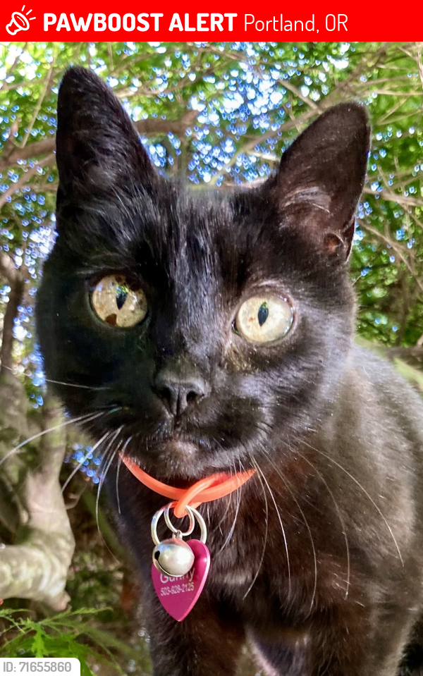 Lost Female Cat last seen 13th Avenue between Alberta and Webster , Portland, OR 97211
