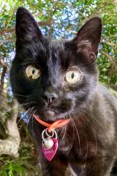 Lost Female Cat last seen 13th Avenue between Alberta and Webster , Portland, OR 97211