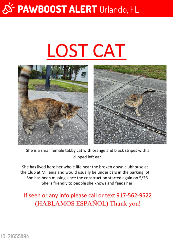 Lost Female Cat last seen The Club at Millenia at John Young and Oak Ridge, Orlando, FL 32839