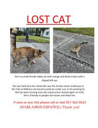 Lost Female Cat last seen The Club at Millenia at John Young and Oak Ridge, Orlando, FL 32839