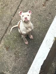 Lost Female Dog last seen The swan shopping centre, West Midlands, England B25 8QZ