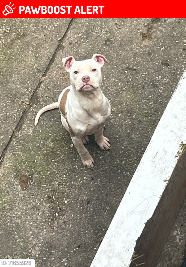 Lost Female Dog last seen The swan shopping centre, West Midlands, England B25 8QZ