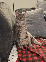 Lost Female Cat last seen Laurel park townhouses, Culpeper, VA 22701