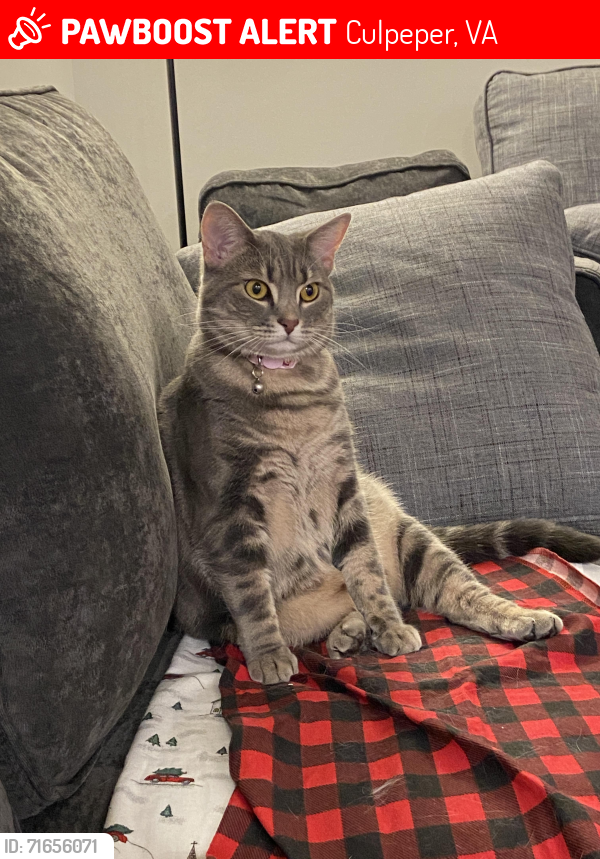 Lost Female Cat last seen Laurel park townhouses, Culpeper, VA 22701