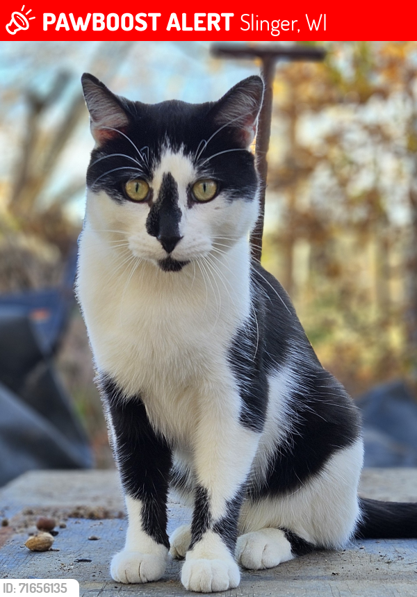 Lost Male Cat last seen Hwy 164 between Highway E and Hwy 175, Slinger, WI 53086