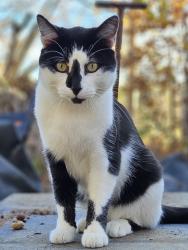 Lost Male Cat last seen Hwy 164 between Highway E and Hwy 175, Slinger, WI 53086