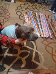 Lost Female Dog last seen On Campbell at southwest solutions right off Michigan Ave, Detroit, MI 48210