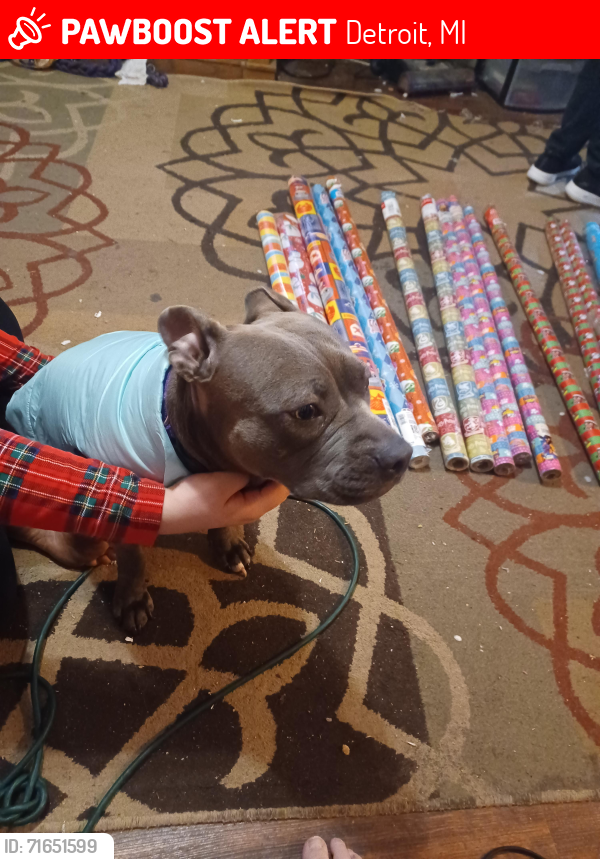 Lost Female Dog last seen On Campbell at southwest solutions right off Michigan Ave, Detroit, MI 48210